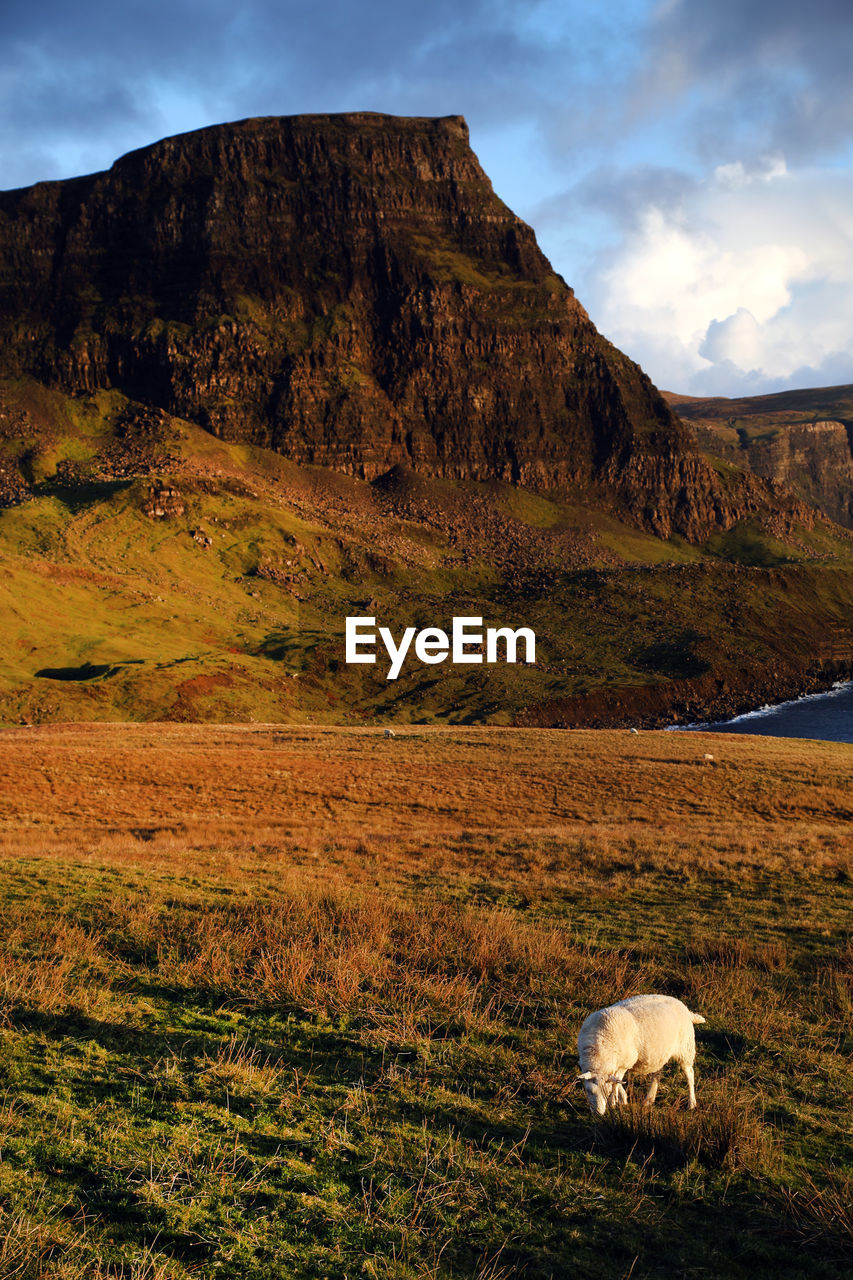 Sheep on field against mountain range