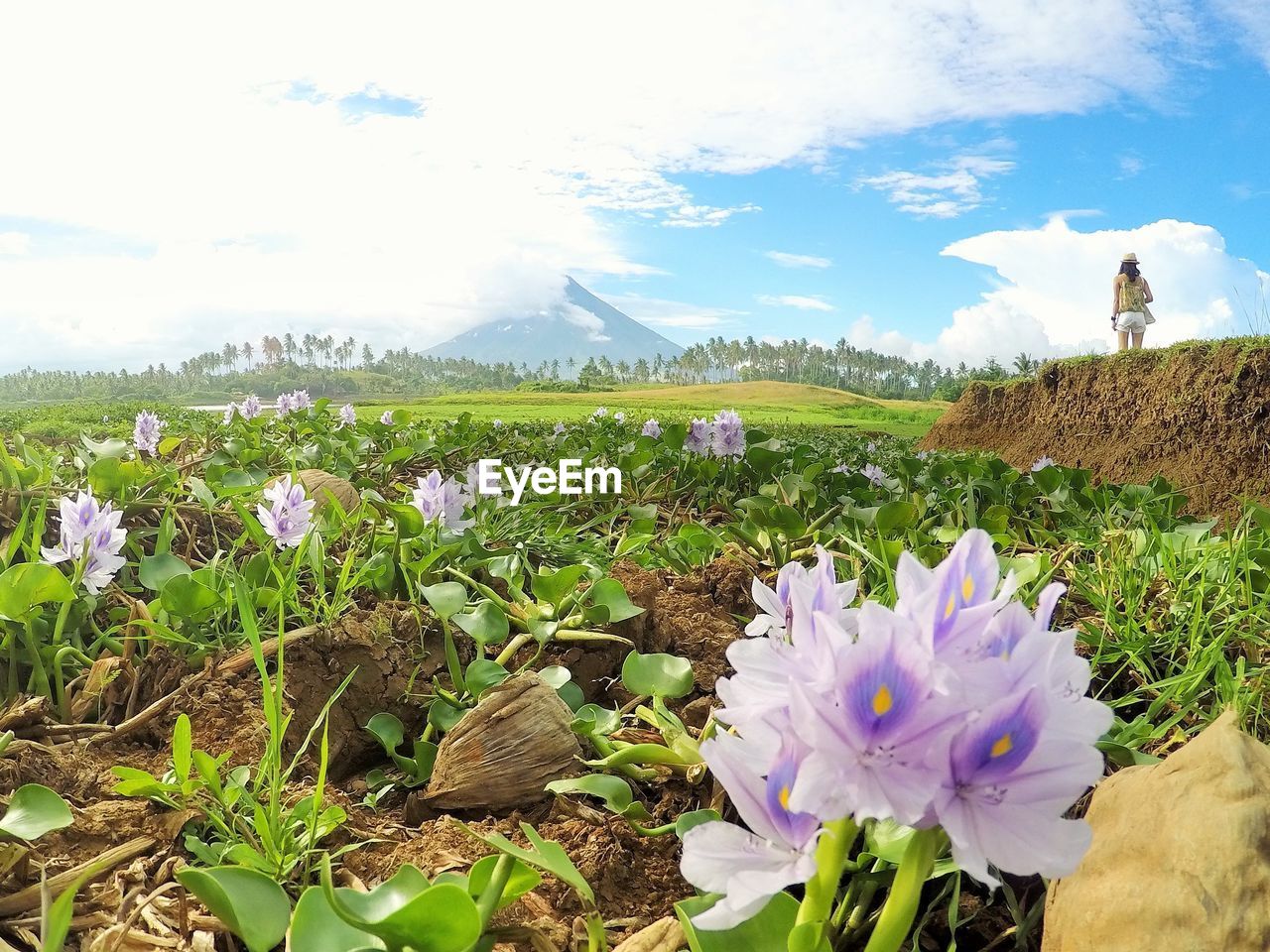 FLOWERS IN FIELD