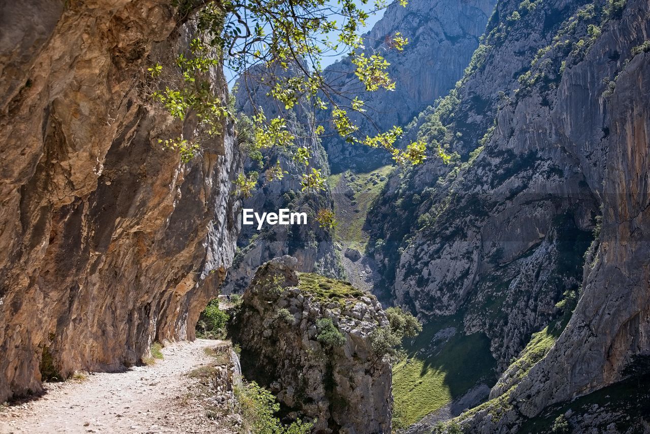 Plants growing on cliff against sky