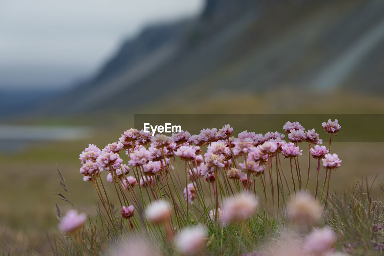 Close-up of pink flowering plants on land