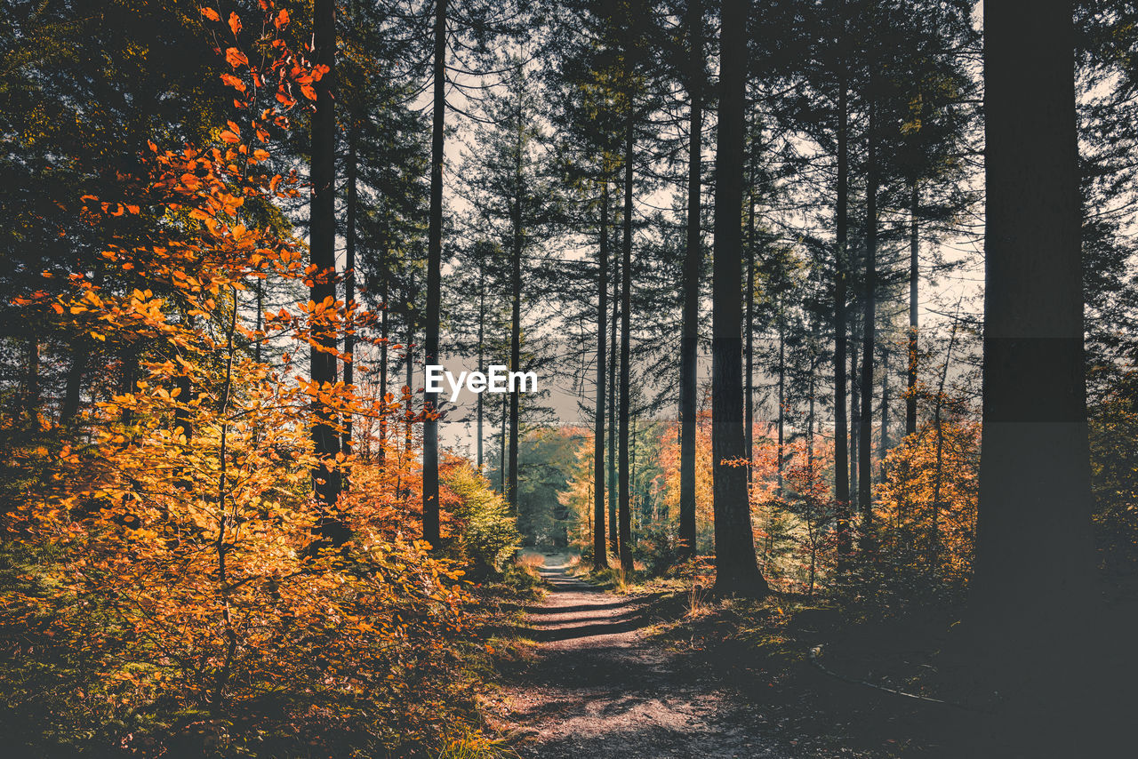 Trees growing in forest during autumn