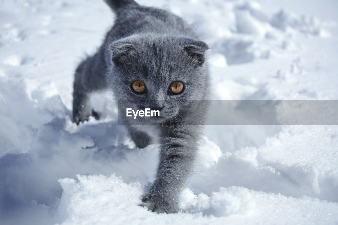 Close-up of cat on snow