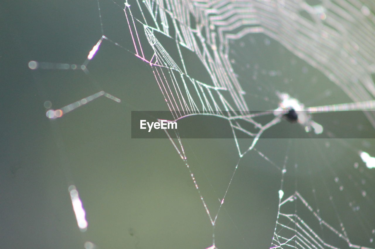 Close-up of spider on web