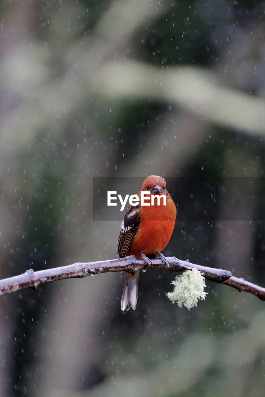 CLOSE-UP OF PARROT PERCHING ON SNOW