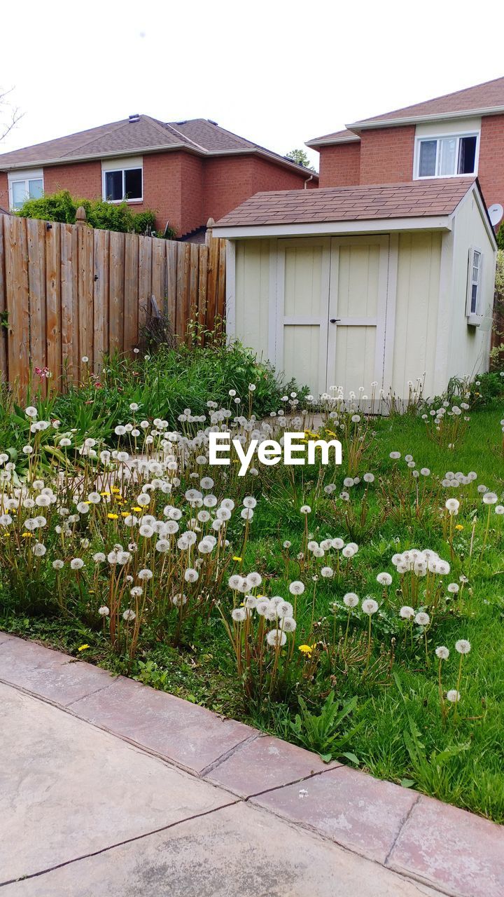 PLANTS GROWING IN FRONT OF HOUSE