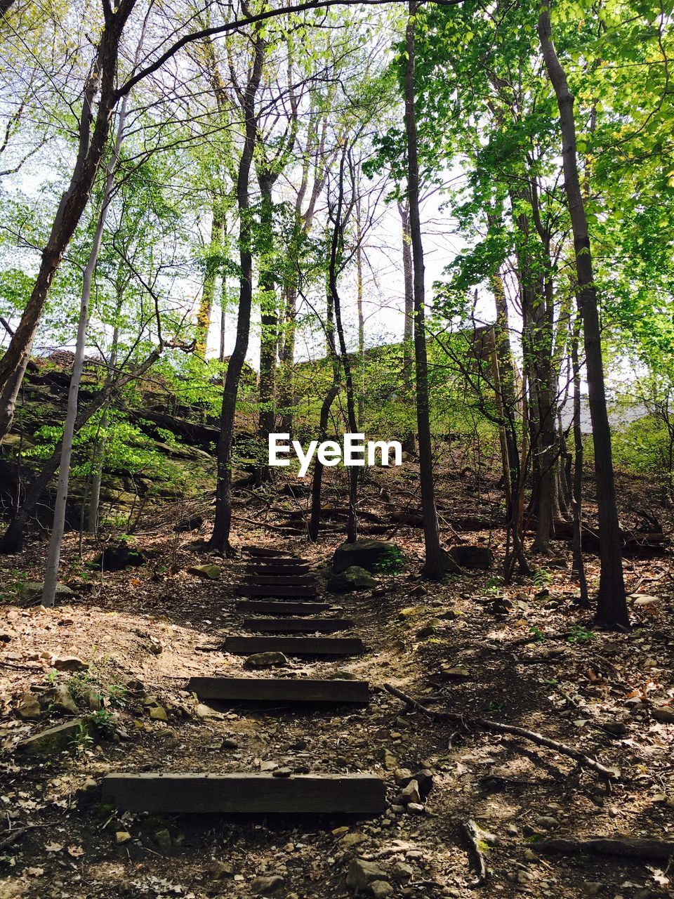 Low angle view of stepped footpath and trees in forest