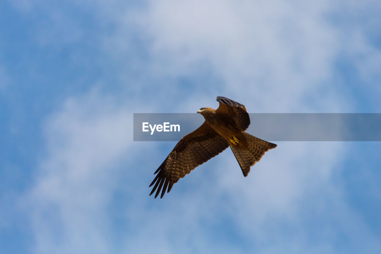 LOW ANGLE VIEW OF EAGLE FLYING