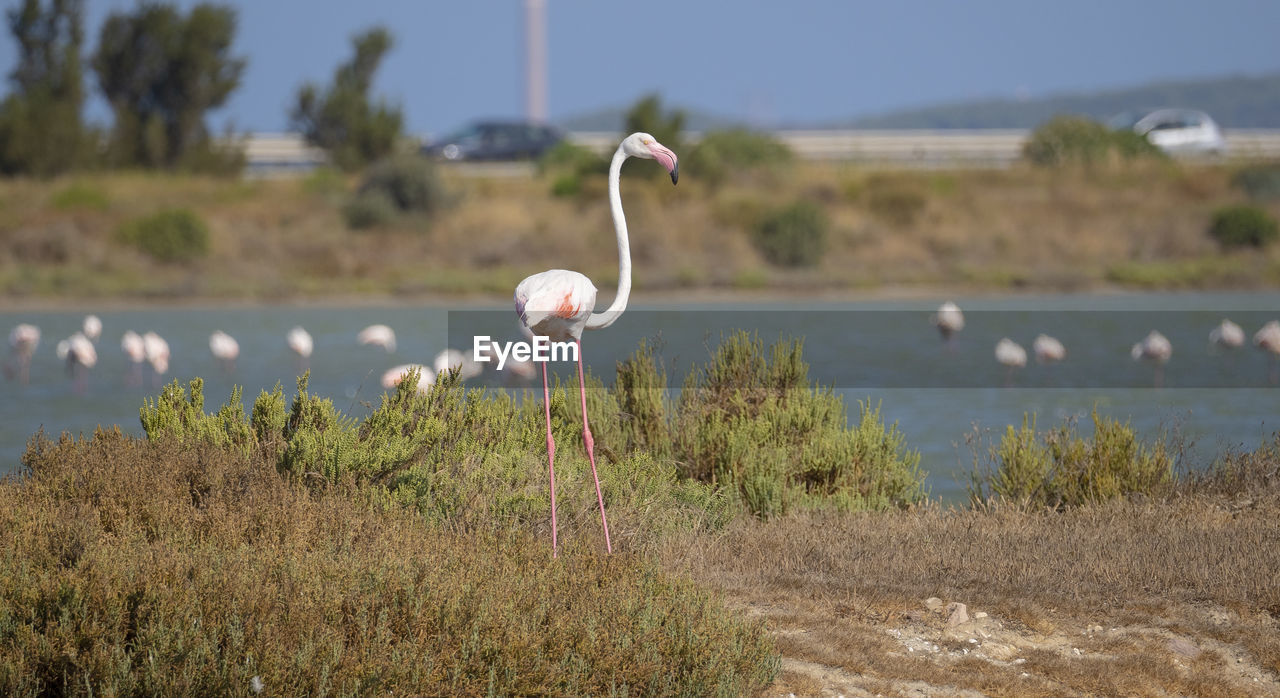 VIEW OF BIRD ON LAND