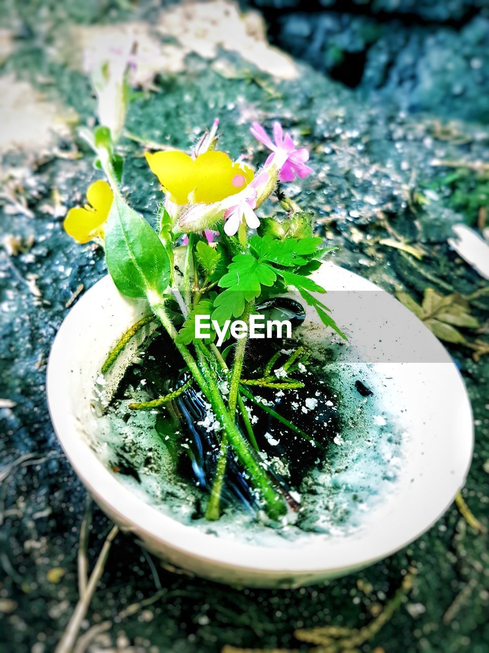 HIGH ANGLE VIEW OF POTTED PLANTS