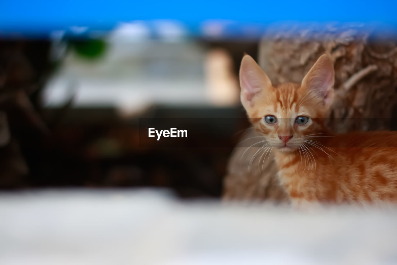 CLOSE-UP OF GINGER CAT