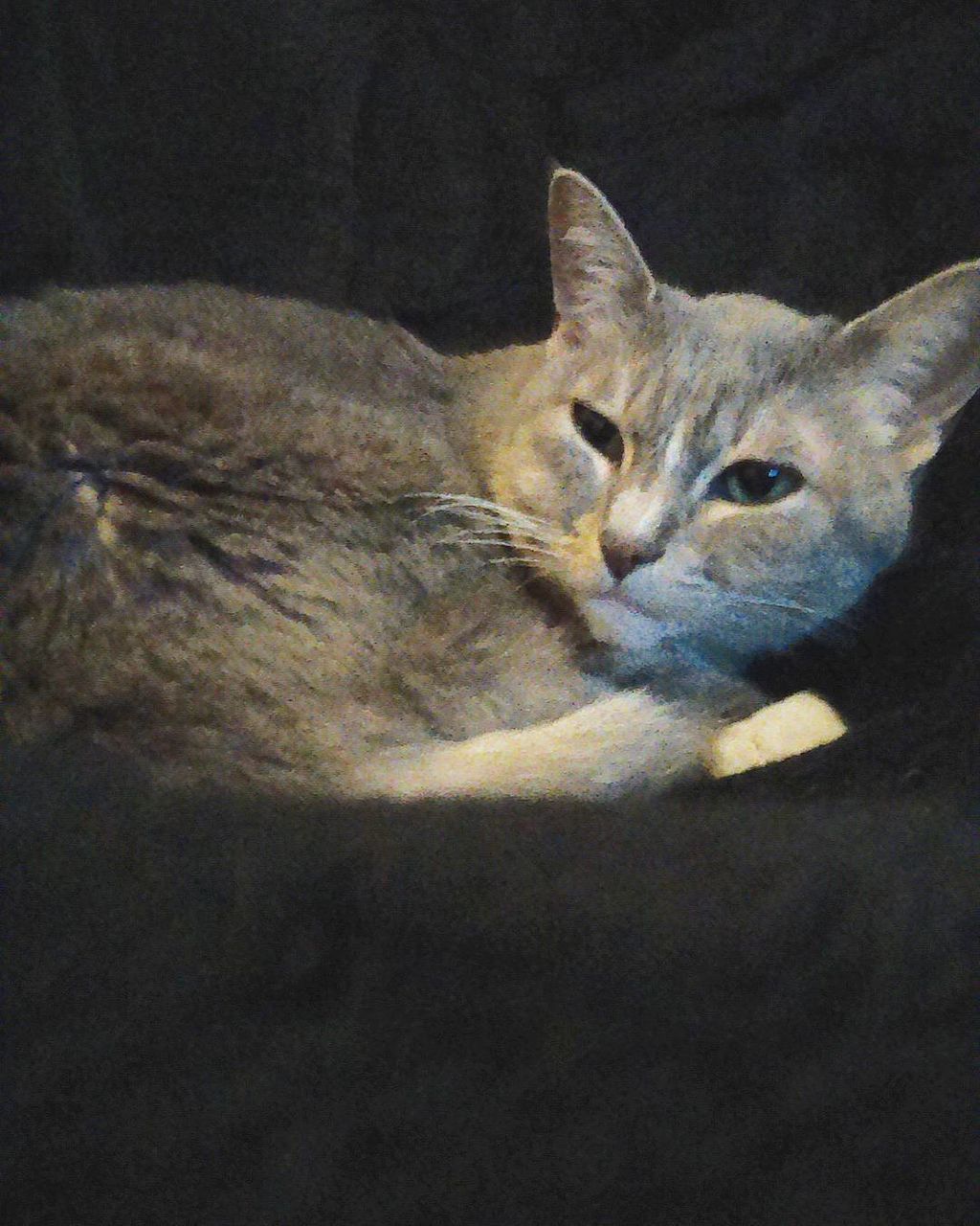 PORTRAIT OF CAT LYING ON WALL