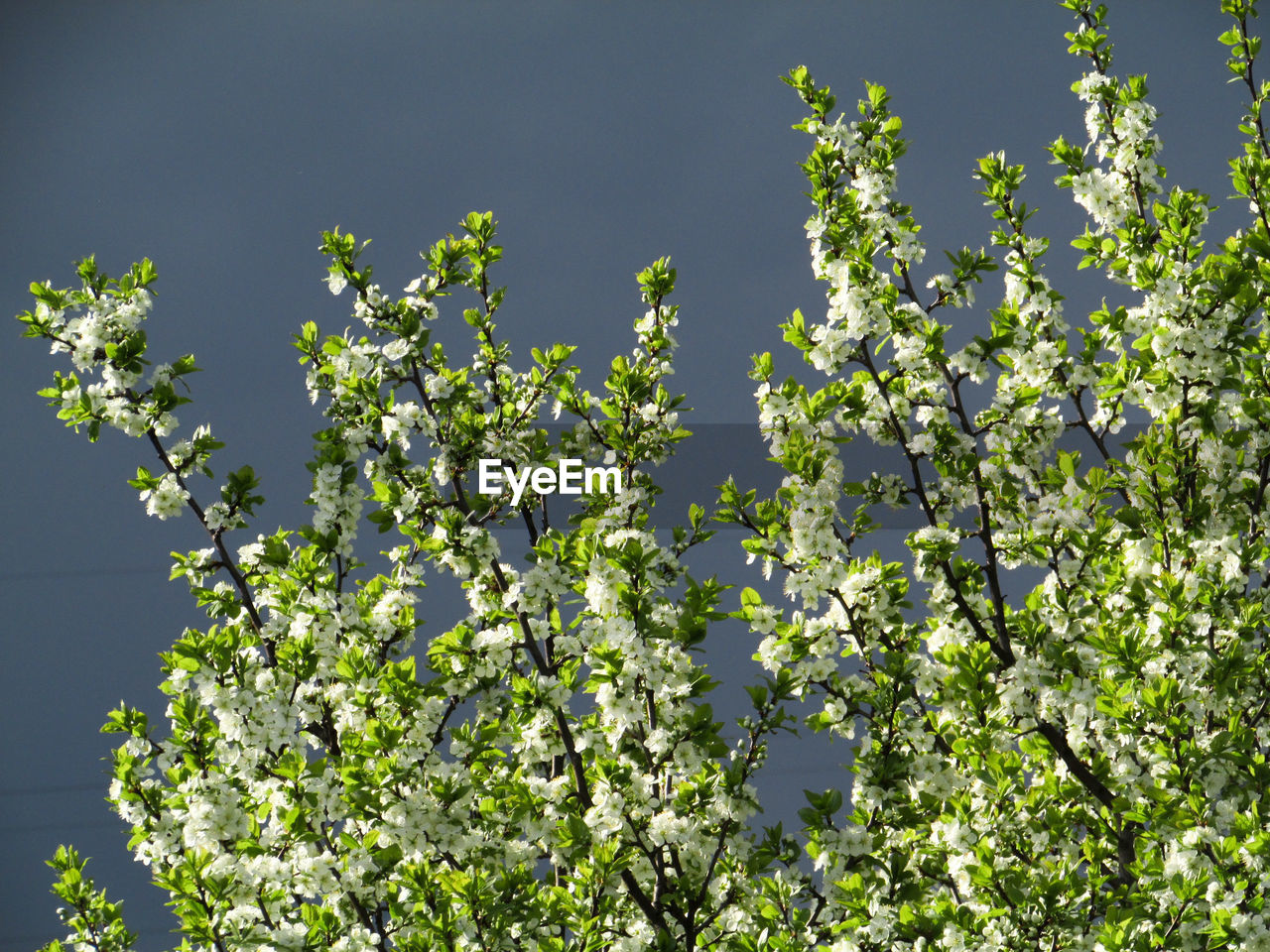 Low angle view of flowering plant against sky