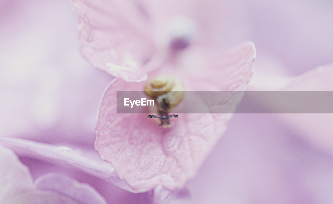 CLOSE-UP OF HONEY BEE ON PINK FLOWER