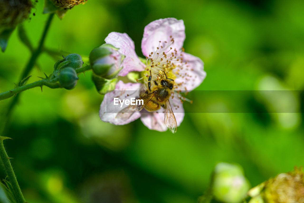 Close-up of bee on purple flower