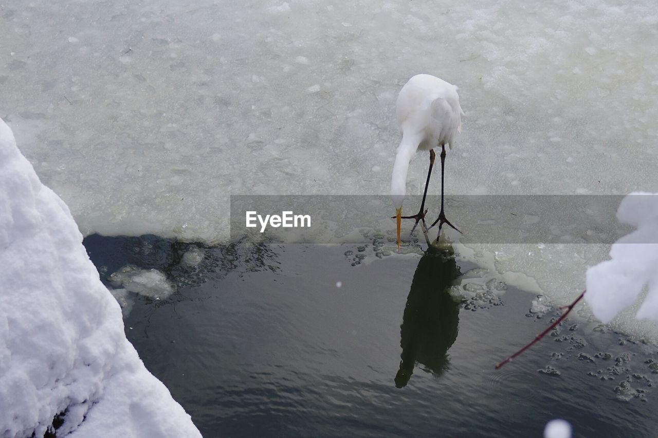 HIGH ANGLE VIEW OF SWANS SWIMMING ON LAKE