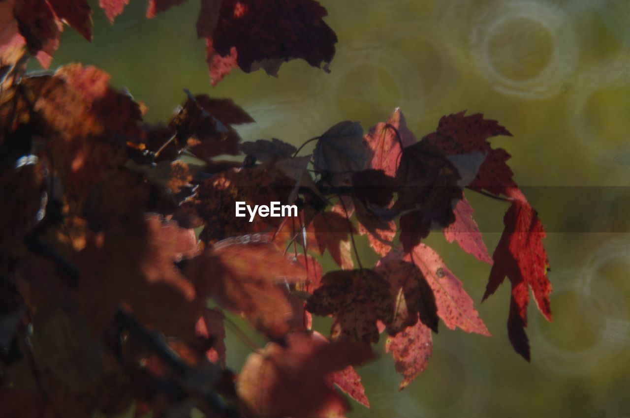 CLOSE-UP OF AUTUMN LEAF