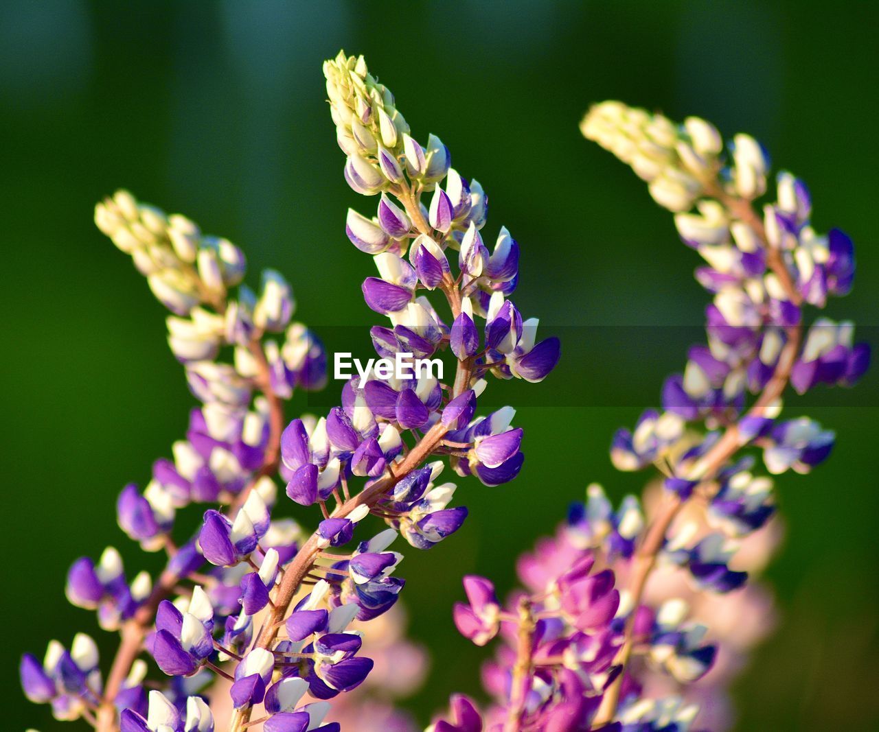 Close-up of purple flowering plant