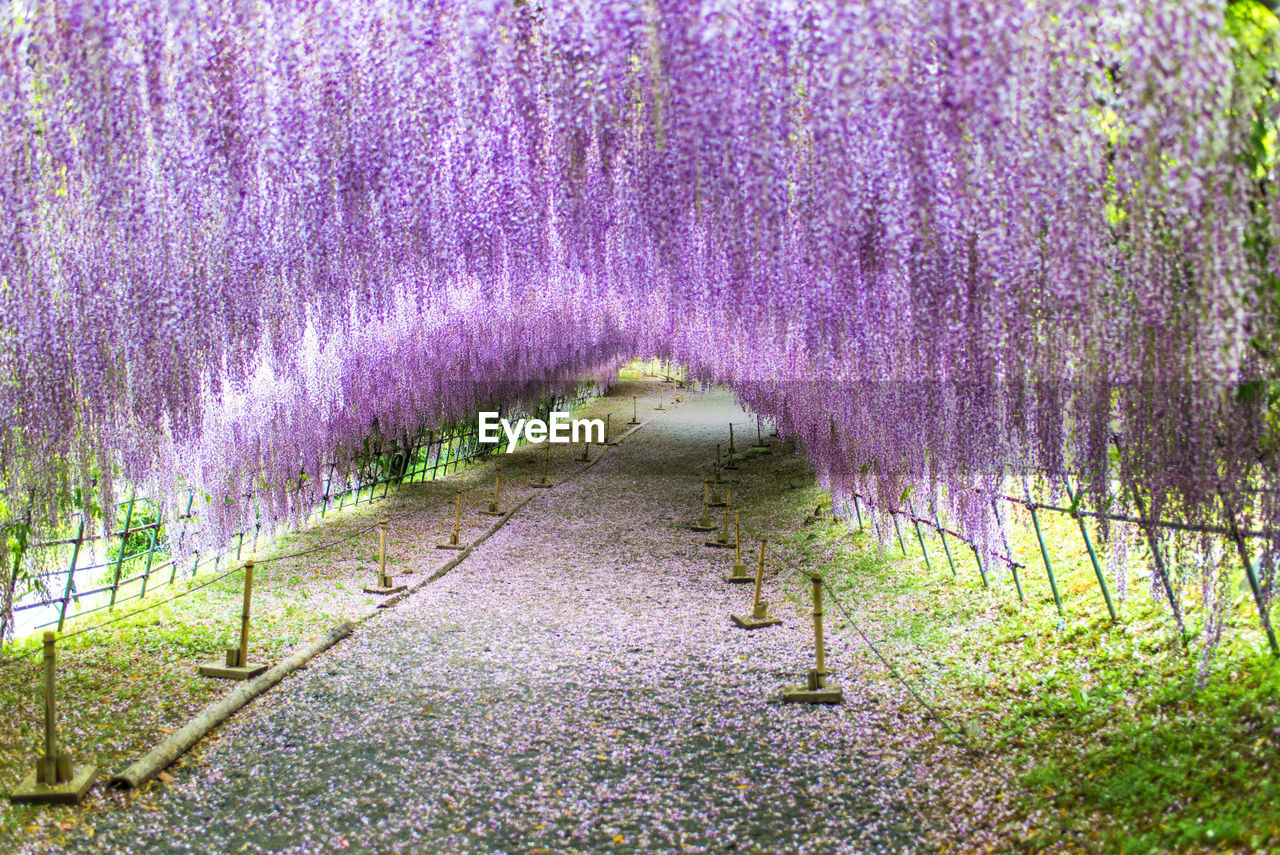 SCENIC VIEW OF PURPLE FLOWERING PLANTS BY STREET