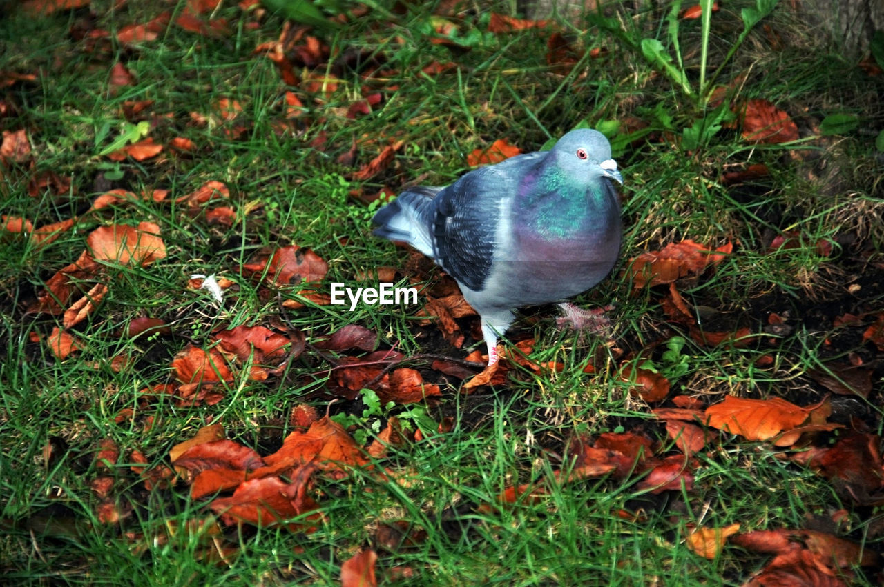 HIGH ANGLE VIEW OF BIRD IN NEST