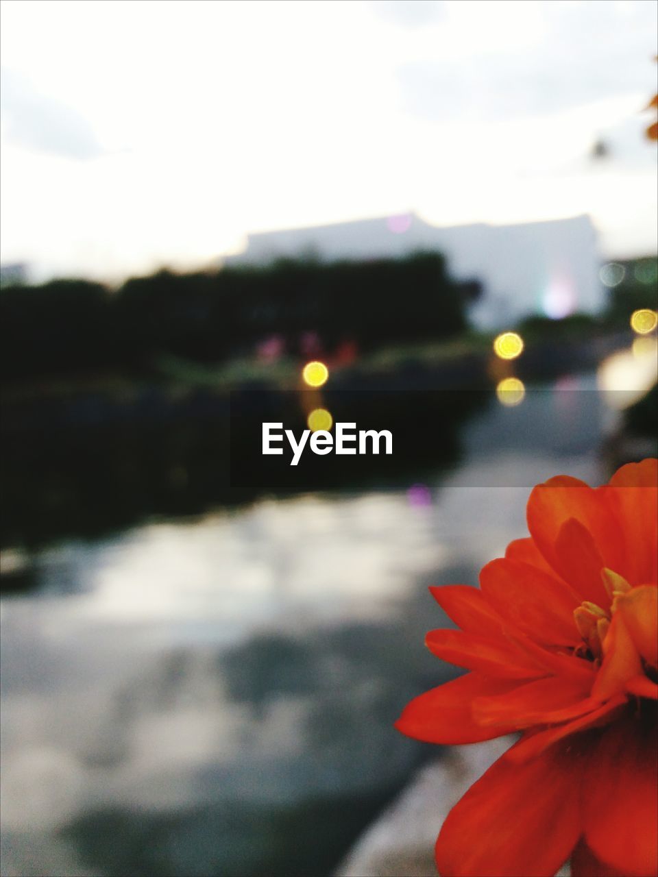 CLOSE-UP OF RED FLOWER AGAINST SKY