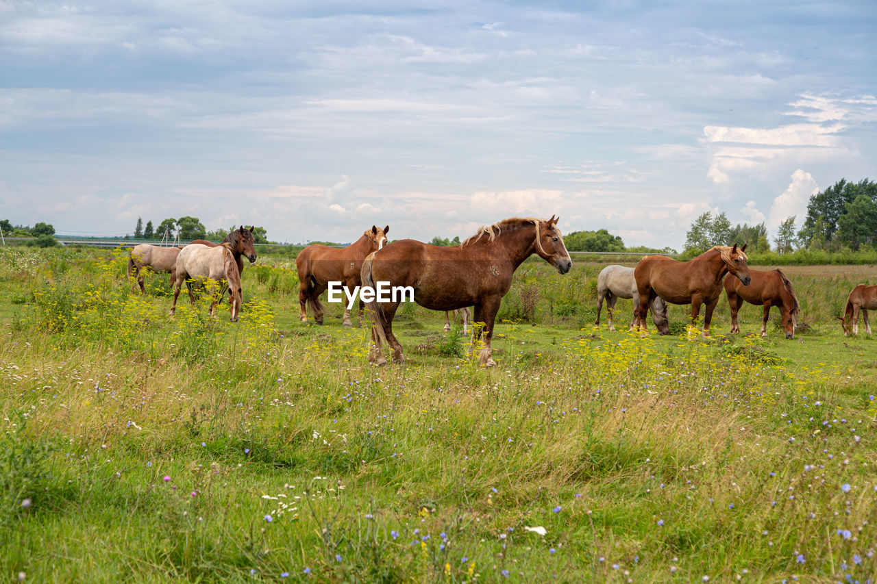 horses grazing on field