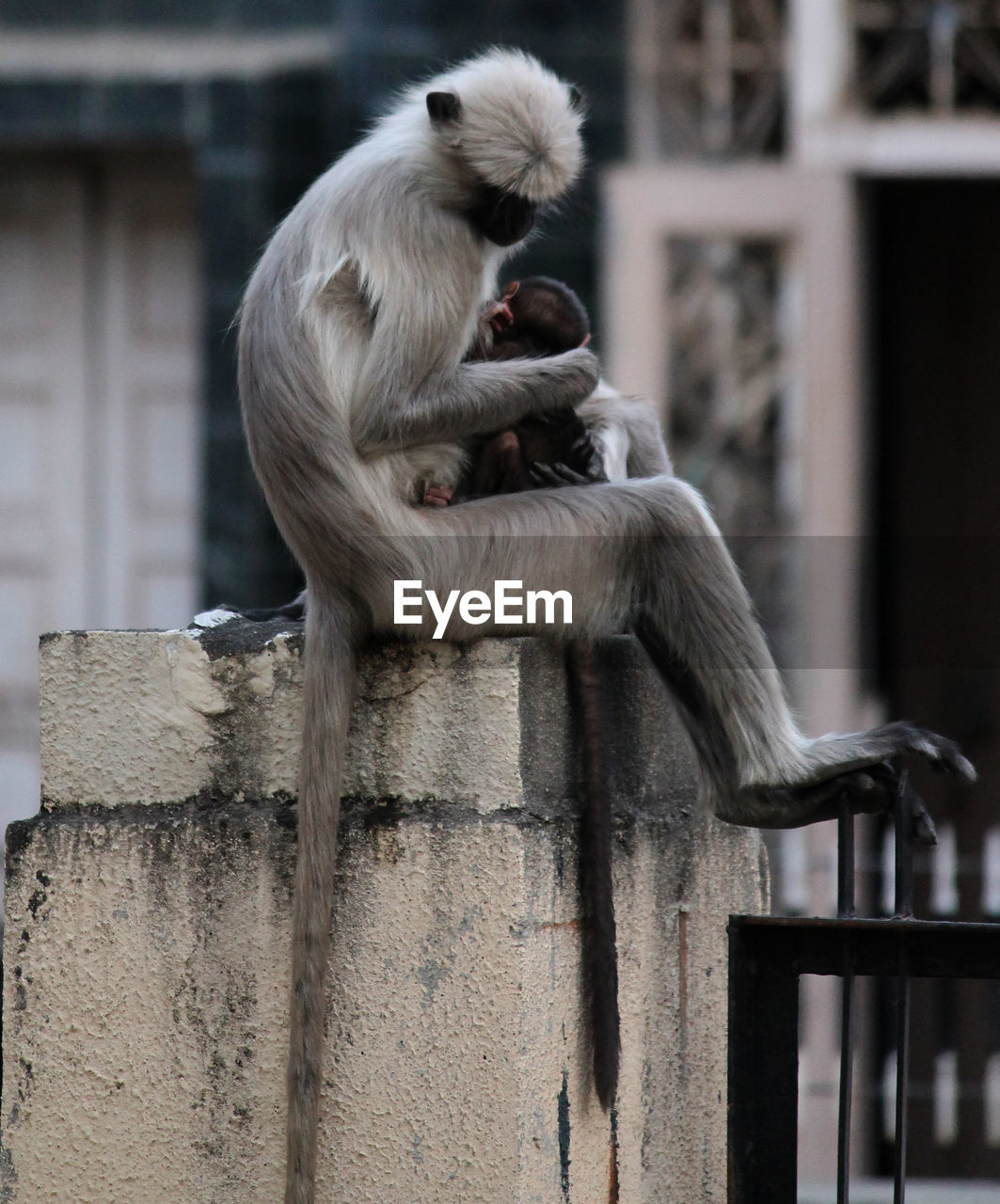 MONKEY SITTING ON RAILING