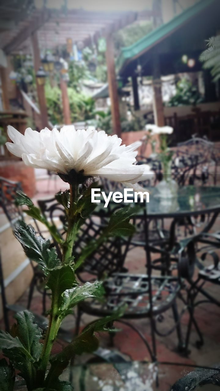 White flower on table in cafe