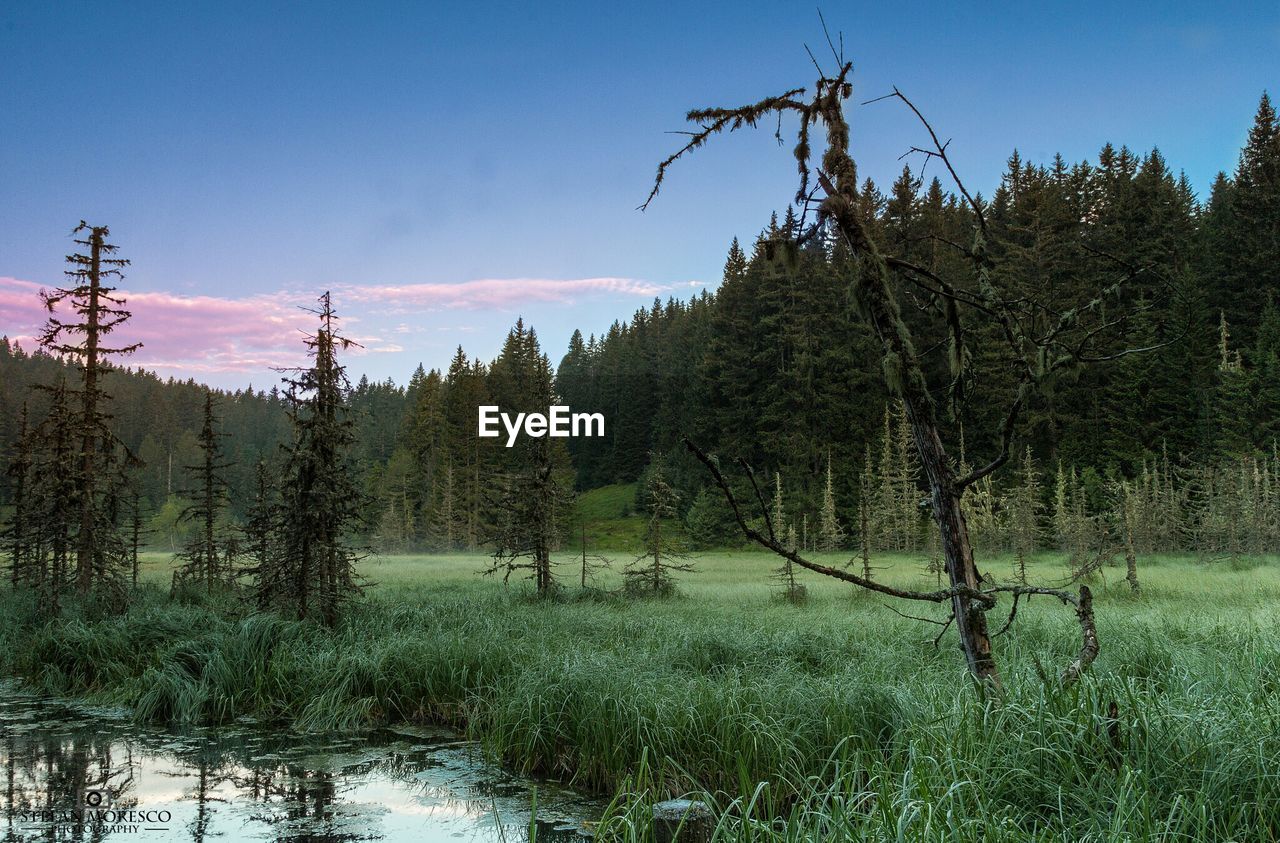 Trees on landscape against sky