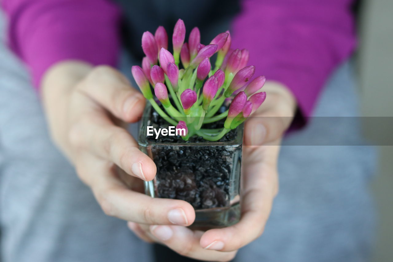 Close-up of woman hands holding potted flower plant