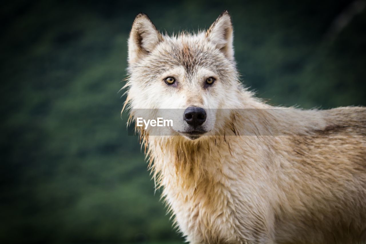 Coastal wolf background.