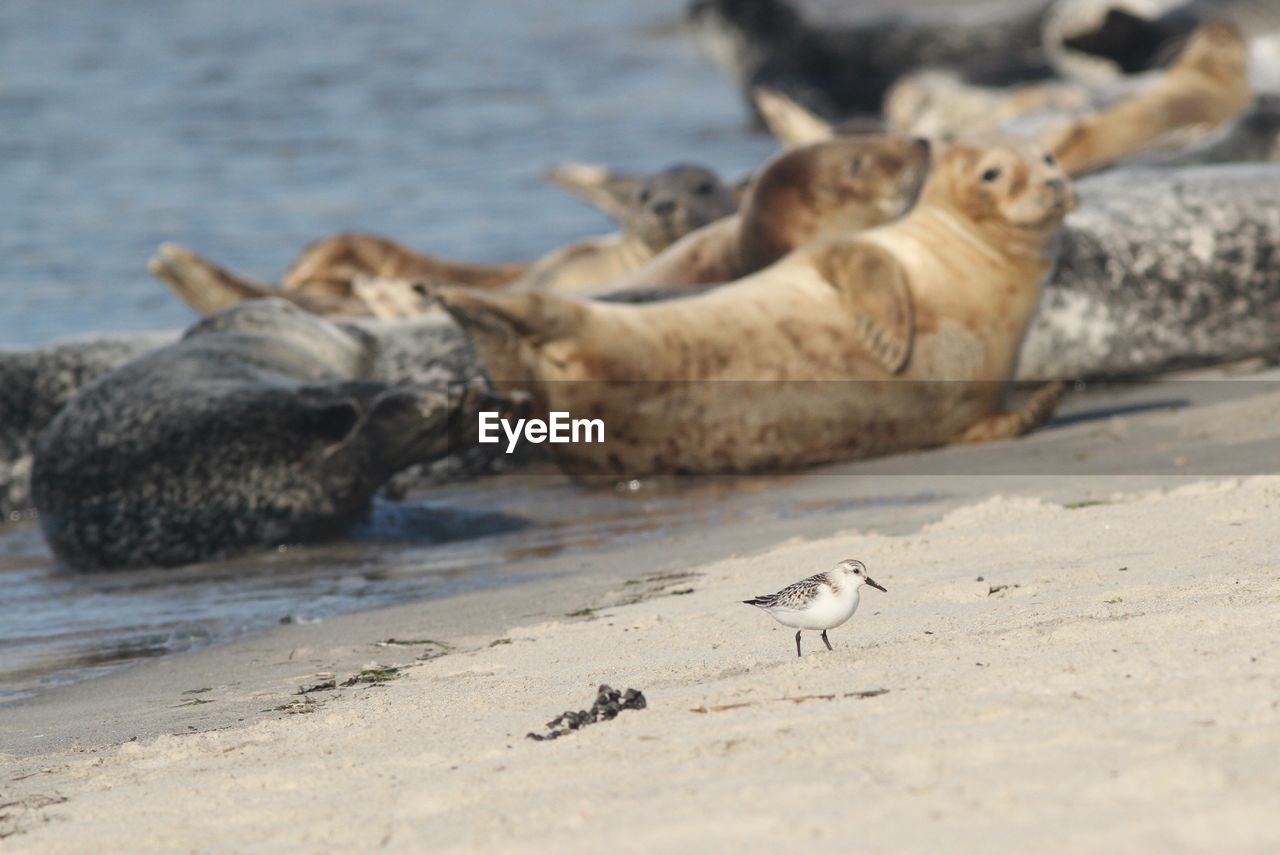 Seals and seagulls on beach