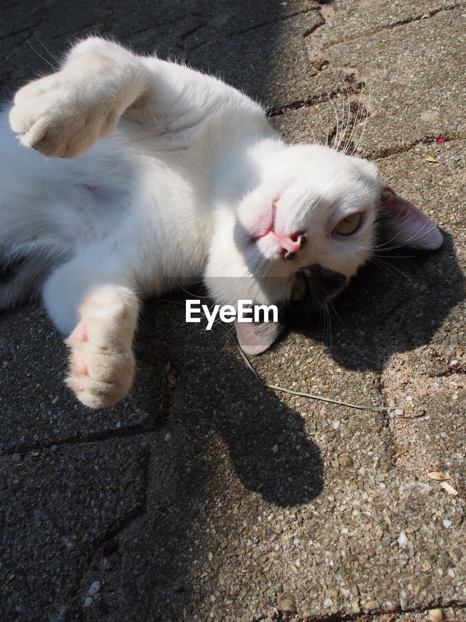 HIGH ANGLE VIEW OF CAT LYING ON FLOOR