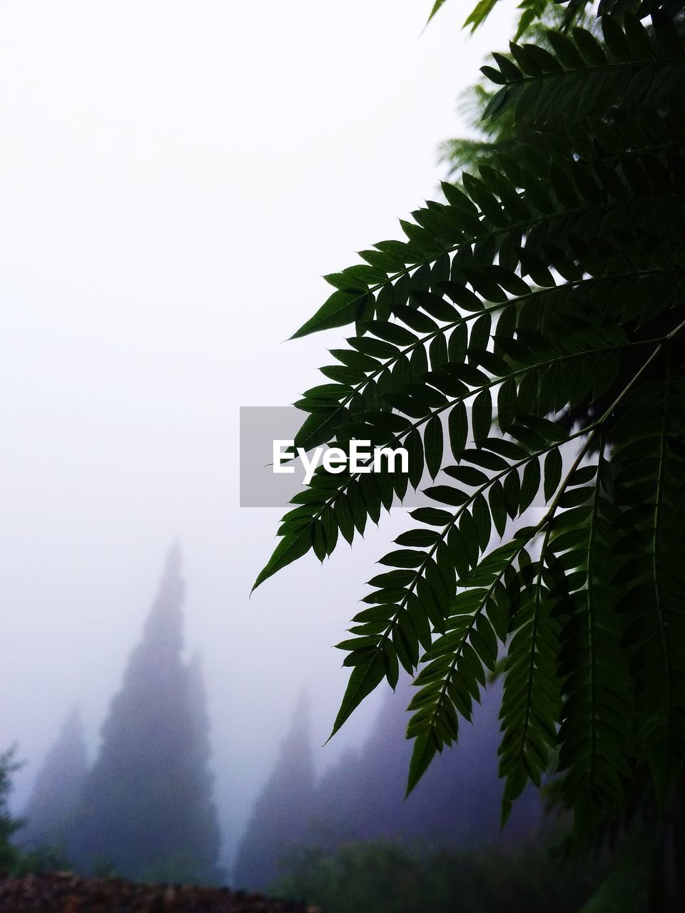 CLOSE-UP OF LEAVES AGAINST SKY