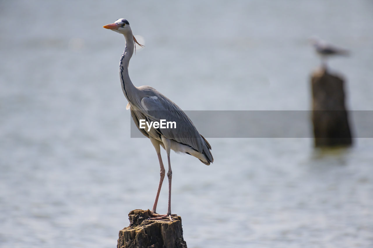 Gray heron perching tree stump in lake