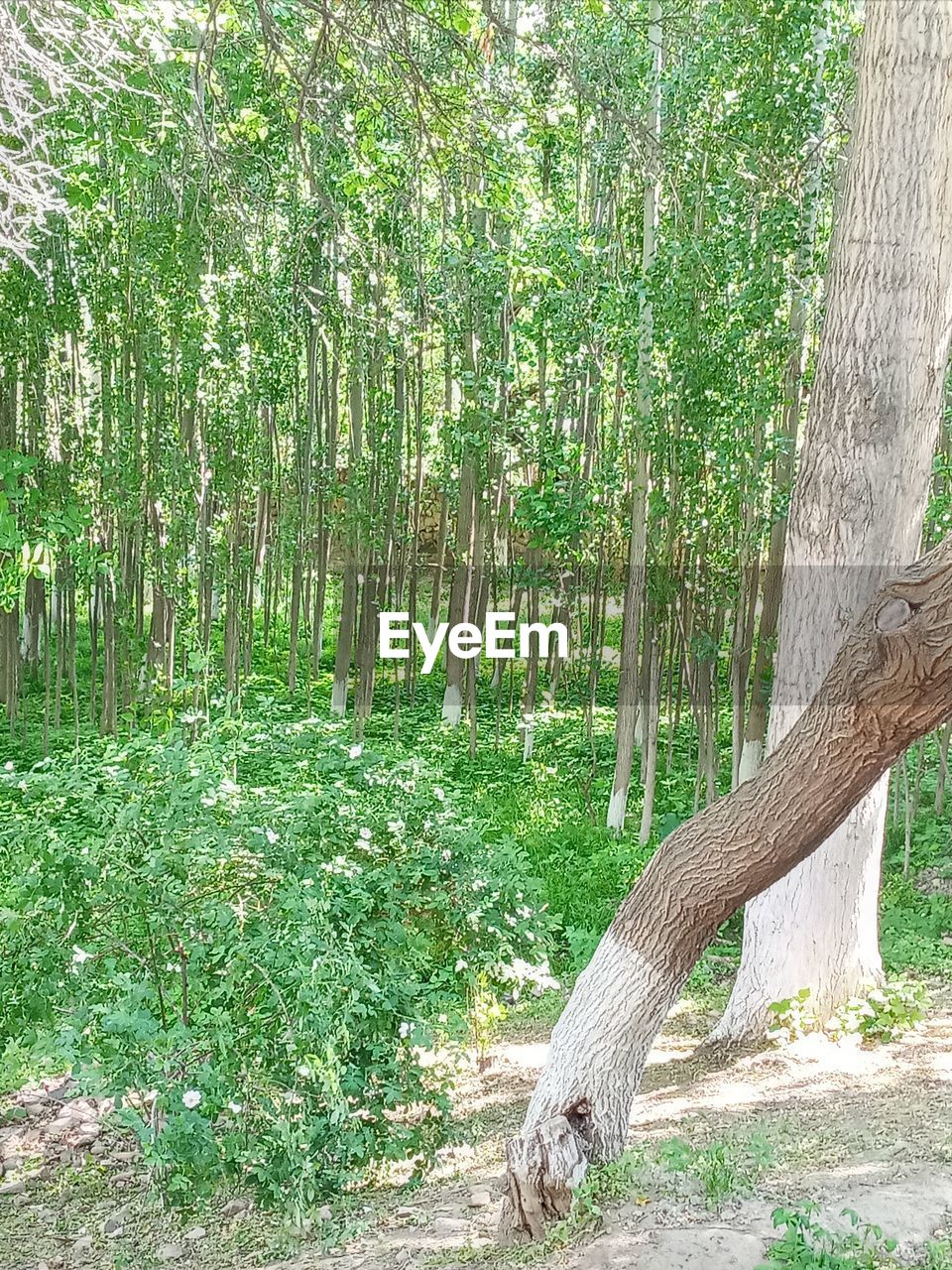 SCENIC VIEW OF TREES IN FOREST