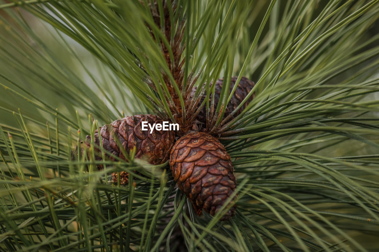 CLOSE-UP OF PINE CONES