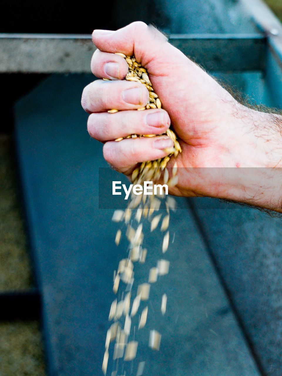 Cropped hand of man throwing wheat grains