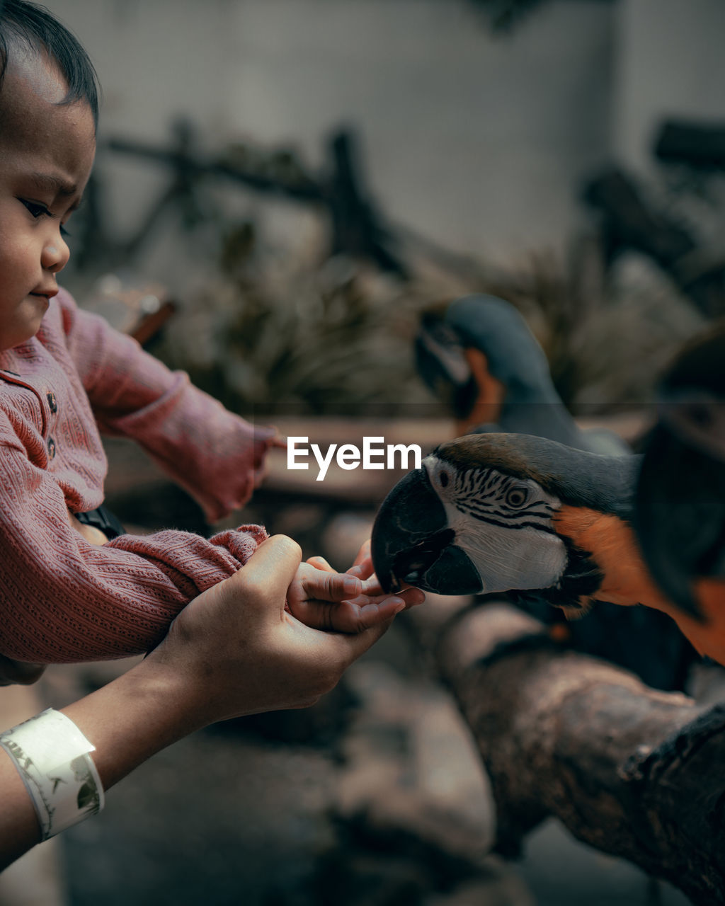 Side view of girl playing with birds outdoors