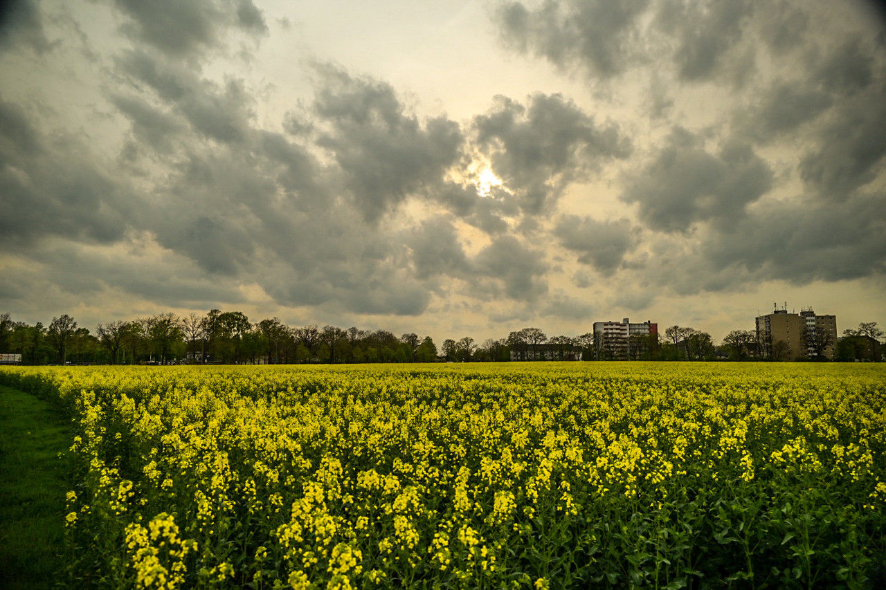 plant, landscape, field, sky, rapeseed, environment, cloud, land, agriculture, rural scene, beauty in nature, flower, yellow, nature, crop, flowering plant, horizon, growth, canola, freshness, scenics - nature, sunlight, vegetable, farm, oilseed rape, tranquility, produce, no people, tranquil scene, food, springtime, morning, idyllic, rural area, tree, outdoors, abundance, fragility, grass, food and drink, meadow, brassica rapa, day, mustard, blossom, dramatic sky, plain, vibrant color, prairie, cereal plant