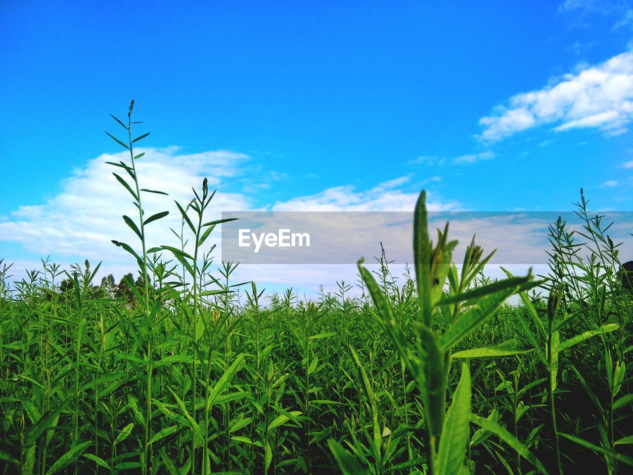 CLOSE-UP OF FRESH GREEN PLANTS AGAINST BLUE SKY