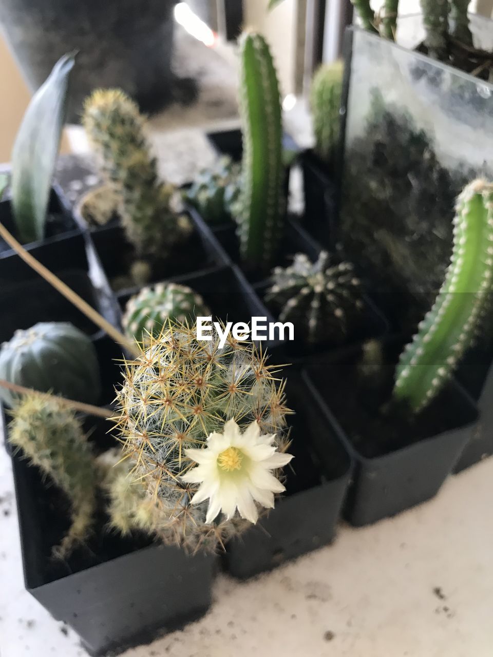 plant, nature, flower, cactus, flowering plant, beauty in nature, close-up, no people, growth, succulent plant, thorn, freshness, outdoors, focus on foreground, potted plant, day, fragility, botany