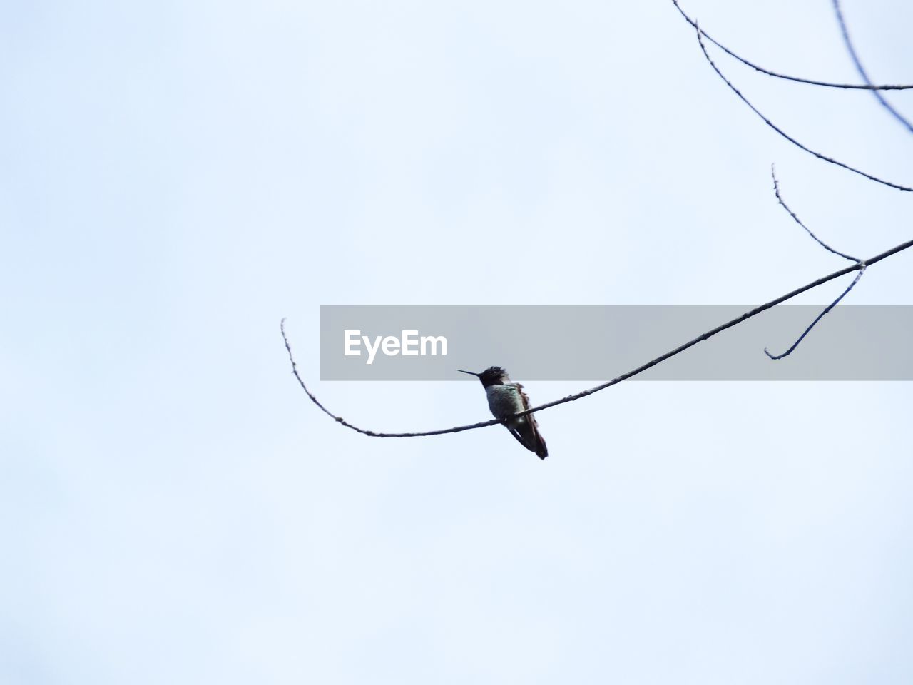 LOW ANGLE VIEW OF BIRD FLYING IN CLEAR SKY