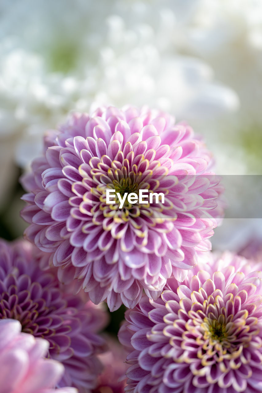 close-up of purple flowers