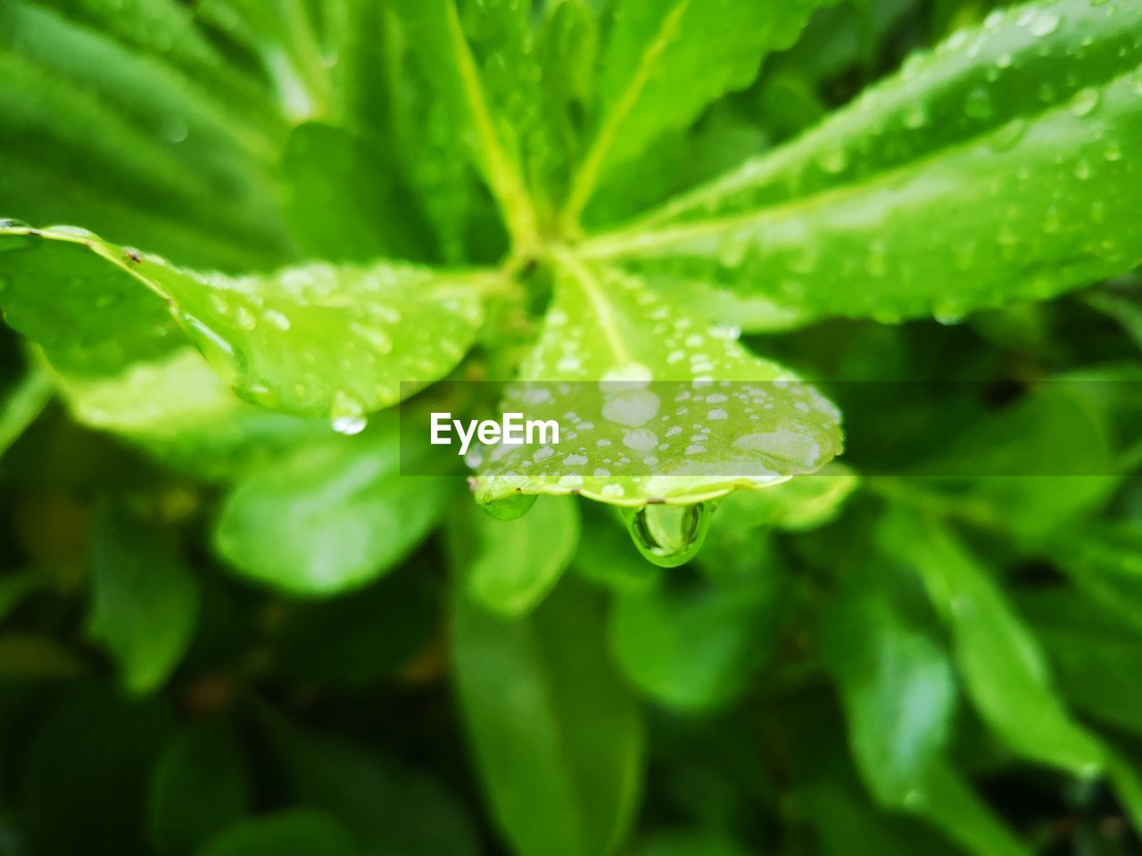 Close-up of water drops on leaves