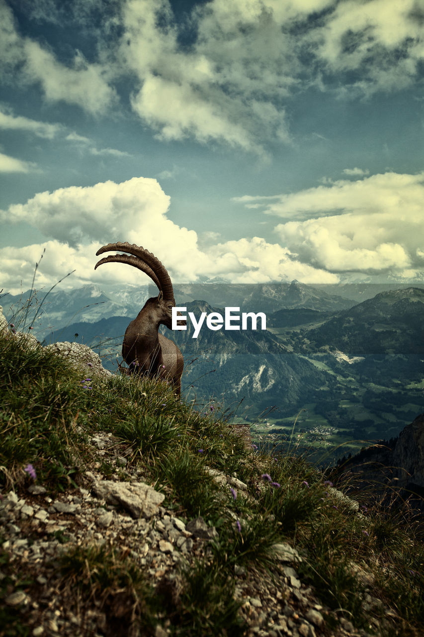 Low angle view of bighorn sheep on mountain against cloudy sky