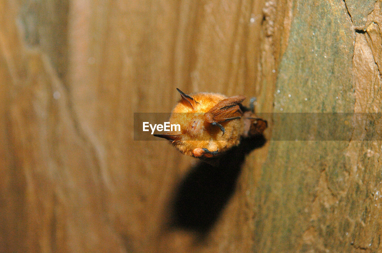 CLOSE-UP OF BEE ON ROCK OUTDOORS