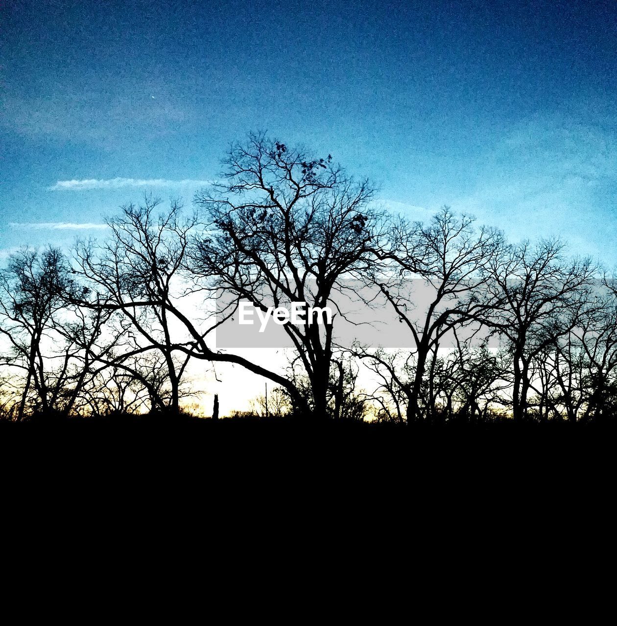 SILHOUETTE BARE TREES AGAINST SKY DURING SUNSET