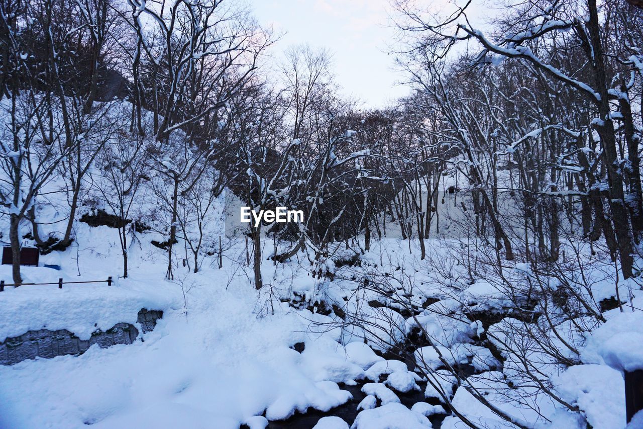 TREES ON SNOW COVERED LANDSCAPE