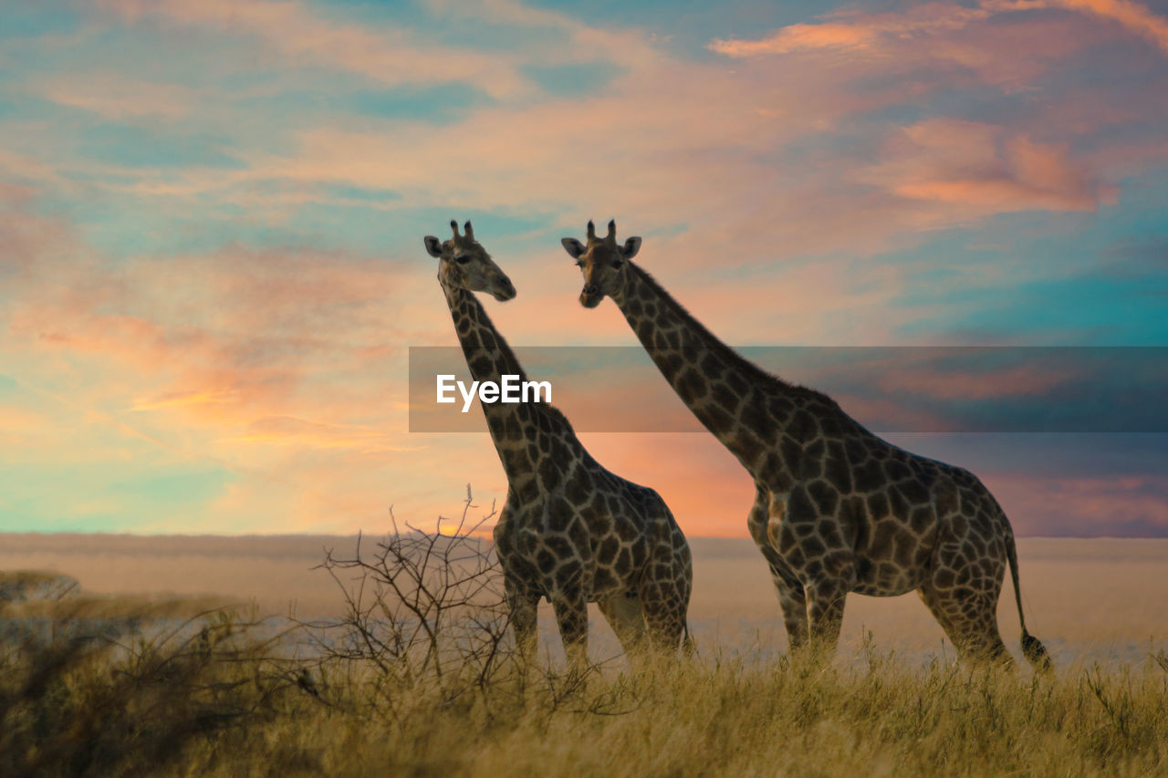 Giraffes approaching a water hole in etosha national park, namibia