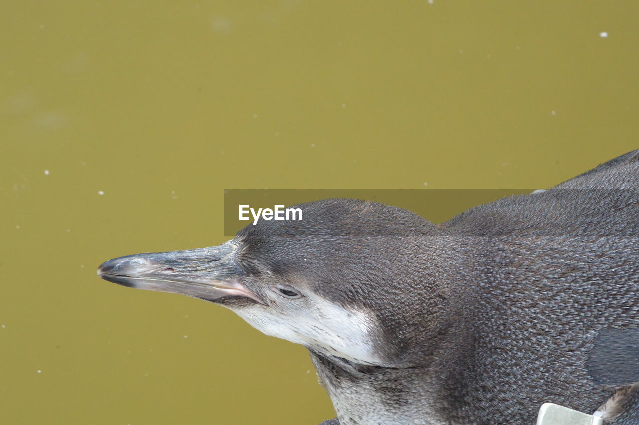 CLOSE-UP OF A BIRD